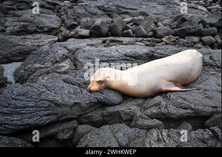 Leone marino delle Galapagos (Zalophus wollebaeki), Espinosa Point, Isla Fernandina (isola di Fernandina), Isole Galapagos, Ecuador, Isola di Fernandina Foto Stock