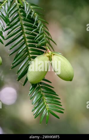 Tasso di noce moscata giapponese (Torreya nucifera), Arboretum Loismann, Repubblica federale di Germania Foto Stock