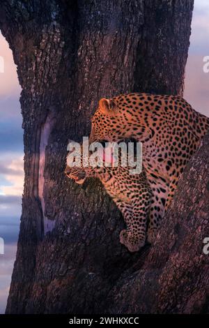 Leopardo, con giovane, 6 mesi, vecchio, Panthera pardus, Botswana, Botswana, Botswana Foto Stock