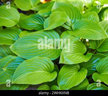 Primo piano sfondo con foglie verdi, lussureggiante fogliame di hosta Foto Stock