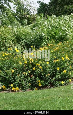 Hypericum patulum var. Henryi, goldencup St Erba di Johns Foto Stock