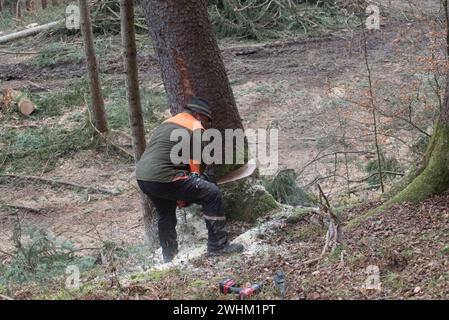 Lumberjack con motosega che lavora nella foresta Foto Stock