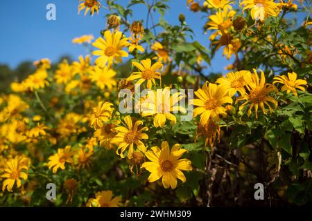 Campo di girasole messicano a Tung Bua Tong Mae Hong Son, Tailandia Foto Stock