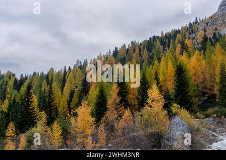 Paesaggio autunnale nella foresta con alberi di larche. Dolomite. apls italiani italia Foto Stock