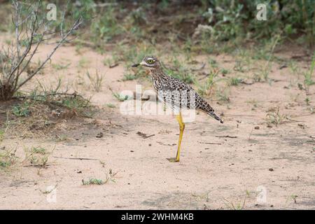 Avvistato thick-ginocchio (Burhinus capensis), noto anche come the spotted dikkop Foto Stock