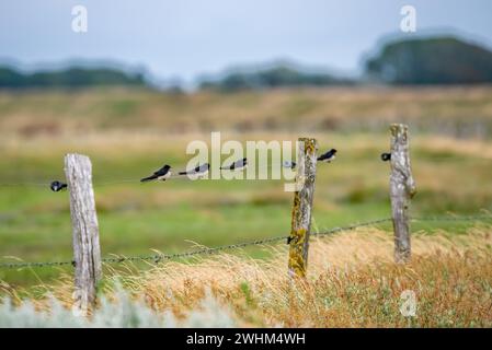 Swallows di granaio Foto Stock