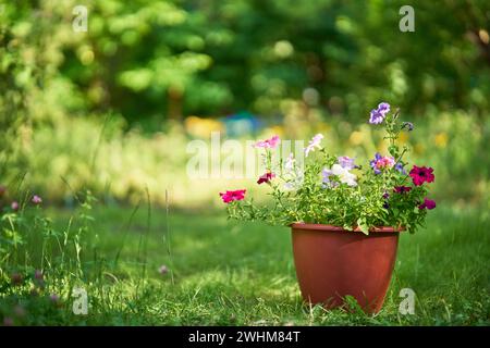La pentola con fiori si trova sull'erba verde nel giardino con spazio per copiare. Sfondo naturale. Foto Stock
