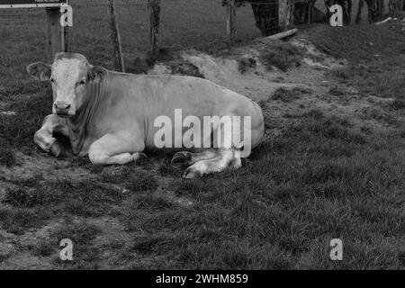 Bianco e Nero mucca Foto Stock