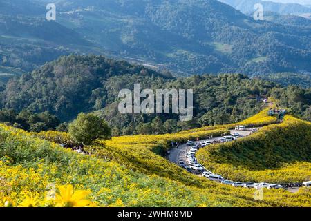 Campo di girasole messicano a Tung Bua Tong Mae Hong Son, Tailandia Foto Stock