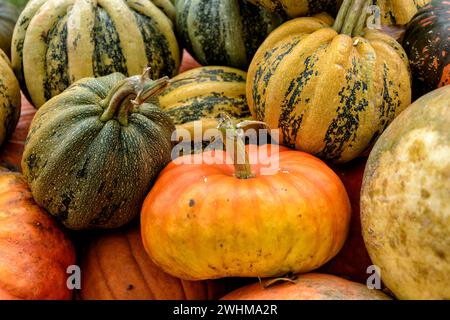 Varie zucche in autunno Foto Stock