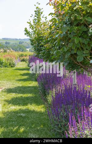 Vista giardino su una fila di piante di lavanda (lavandula angustifolia) in piena fioritura sotto piccoli alberi con foglie verdi Foto Stock