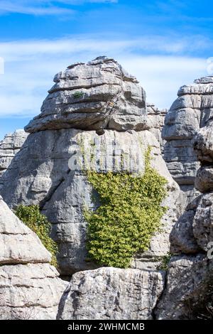 Escursioni nel Parco Nazionale Torcal de Antequerra, formazioni rocciose calcaree e conosciute per le insolite formazioni carsiche in Andalusia, Malaga, Spagna. Foto Stock