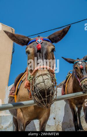 Asini sull'isola di Santorini, in Grecia Foto Stock
