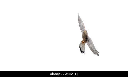 Un gheppio comune in volo che guarda la telecamera, sfondo bianco, spazio di copia, spazio negativo, regola dei terzi, 16:9 (Falco Tinnunculus) Foto Stock