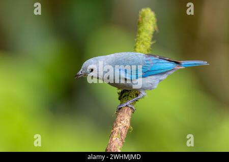 Tanager grigio-blu, Thraupis episcopus, Costa Rica Foto Stock