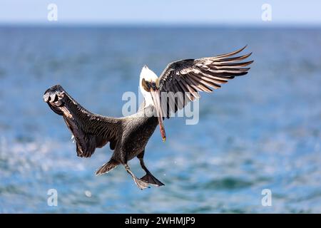 Pelican marrone (Pelecanus occidentalis) Ocotal Beach, Costa Rica Foto Stock