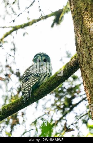 Issaquah, Washington, Stati Uniti. Gufo barrato del Nord seduto in un grande albero d'acero. Foto Stock