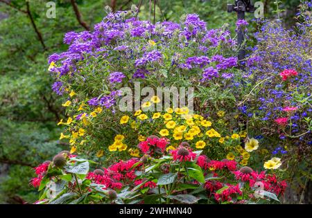 Issaquah, Washington, Stati Uniti. Balsamo delle api e vasi appesi di Calibrachoa, Verbena e fiori blu sconosciuti in fiore. Foto Stock