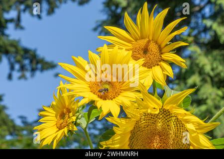 Issaquah, Washington, Stati Uniti. Girasoli nani Foto Stock