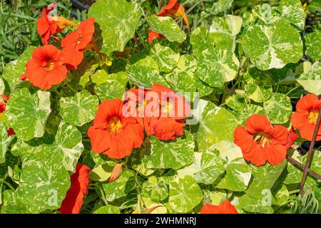 Issaquah, Washington, Stati Uniti. Nasturzio fiori in un giardino Foto Stock