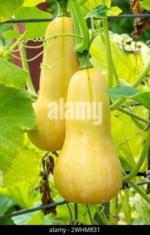 Bellevue, Washington, Stati Uniti. Zucca Butternut sulla vite. Foto Stock
