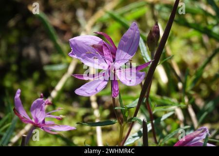 Epilobium fleischeri, willowerb alpino Foto Stock