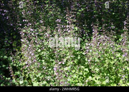 Clinopodium menthifolium, legno di nepitella Foto Stock