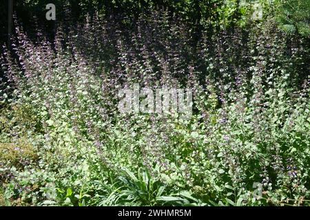 Clinopodium menthifolium, legno di nepitella Foto Stock