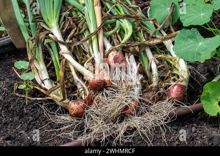 Bellevue, Washington, Stati Uniti. Un mucchio di cipolle egiziane raccolte. Foto Stock