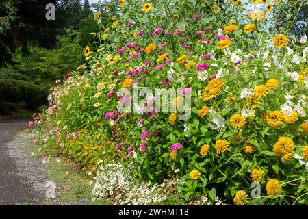 Bellevue, Washington, Stati Uniti. Giardino fiorito fila di dalie, girasoli e margherite lungo un sentiero. Foto Stock