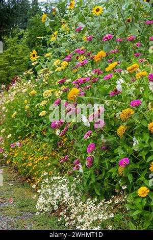 Bellevue, Washington, Stati Uniti. Giardino fiorito fila di dalie, girasoli e margherite lungo un sentiero. Foto Stock