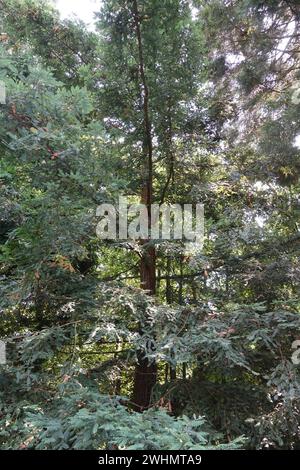 Sequoia sempervirens, sequoia costiera Foto Stock