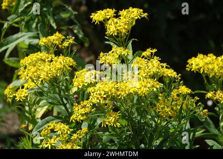 Senecio fluviatilis, Broad-leaved ragwort Foto Stock