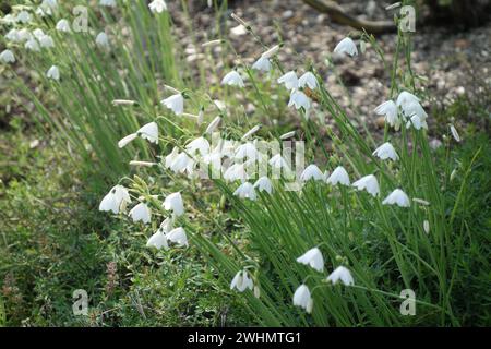 Leucojum valentinum, Valencia snowflake Foto Stock