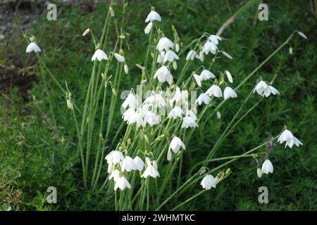 Leucojum valentinum, Valencia snowflake Foto Stock