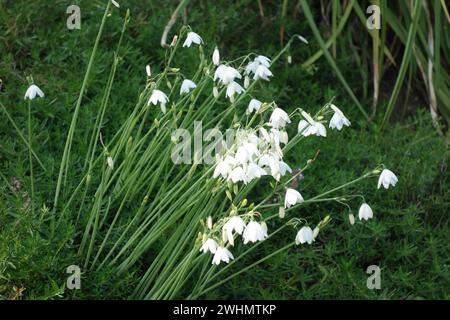 Leucojum valentinum, Valencia snowflake Foto Stock