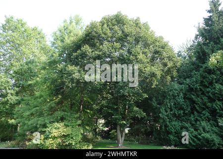 Fagus grandifolia, faggio americano Foto Stock