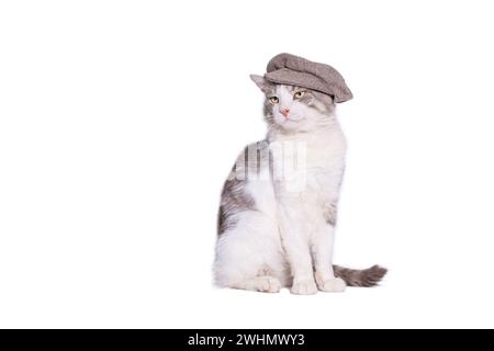 Gatto mongrel grande in un tappo hooligan macinato su sfondo bianco Foto Stock