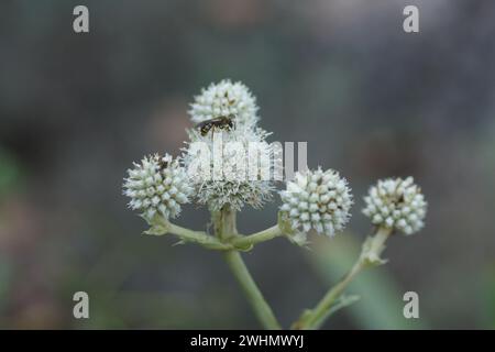 Eryngium yuccifolium, bottone eryngo Foto Stock
