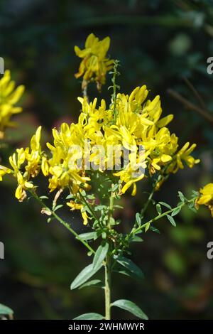 Ulex europaeus, cavillo comune Foto Stock
