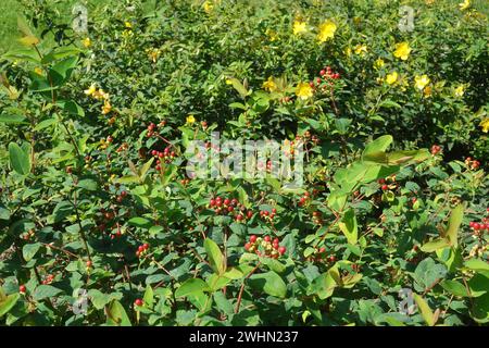 Hypericum androsaemum, arbusto St. Erba di Johns Foto Stock