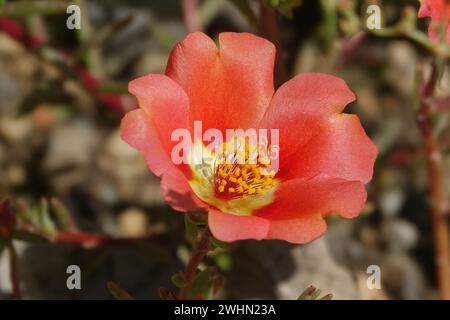 Portulaca grandiflora, muschio-rosa Foto Stock