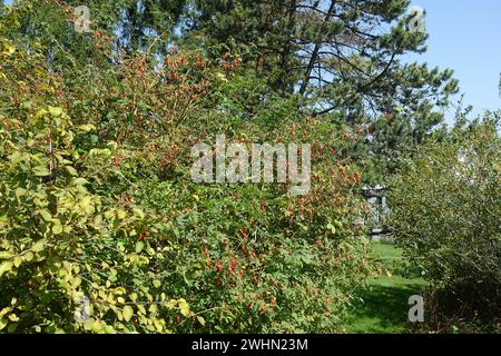 Rosa pendulina, rosa alpina Foto Stock