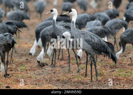 Un gruppo di Gru incappucciate (Grus monacha), Arasaki, Izumi City, Kyushu, Giappone 31 gennaio 2024 Foto Stock