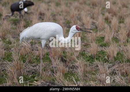 Gru siberiana (Grus leucogeranus) in risa stubble, Arasaki, Izumi City, Kyushu, Giappone 31 gennaio 2024 Foto Stock