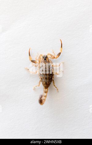 Close up Scorpion marrone su sfondo bianco. Foto Stock