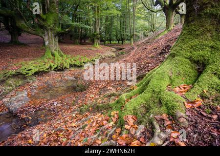 Hayedo de Otzarreta Foto Stock