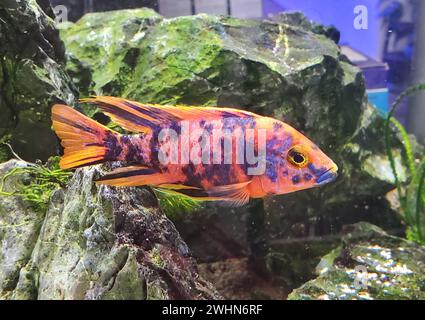 Primo piano di un bellissimo e luminoso colore muti di pavone Cichlid all'interno di un acquario Foto Stock