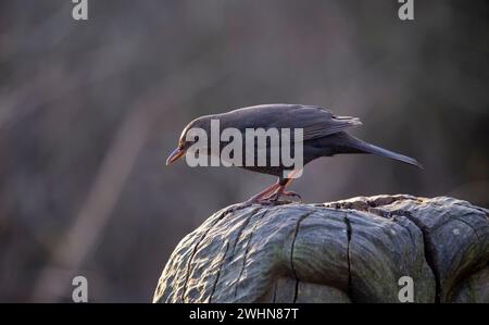 Femmina comune Blackbird 'Turdus merula' su un ceppo d'albero Foto Stock