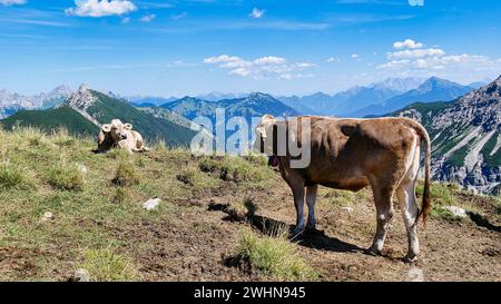 Due mucche su un pascolo con un meraviglioso panorama montano nel Tannheimer tal Foto Stock